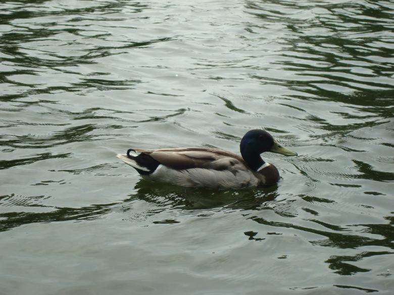 Free stock image of Wild geese created by Boris Kyurkchiev