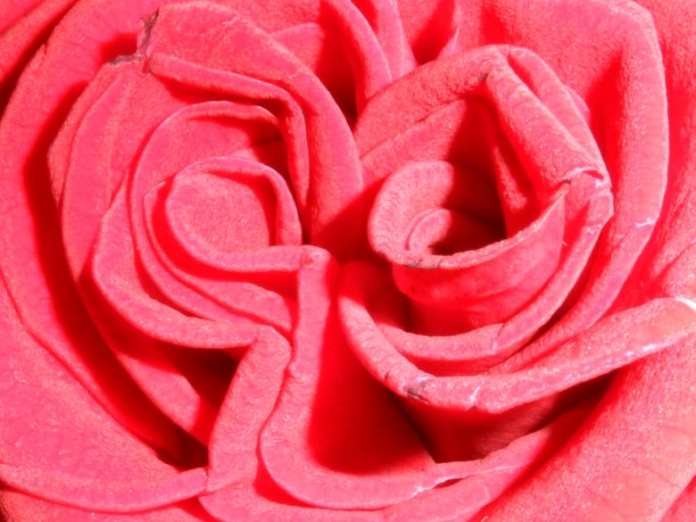 Free stock image of Rose created by Elvira Petrarca