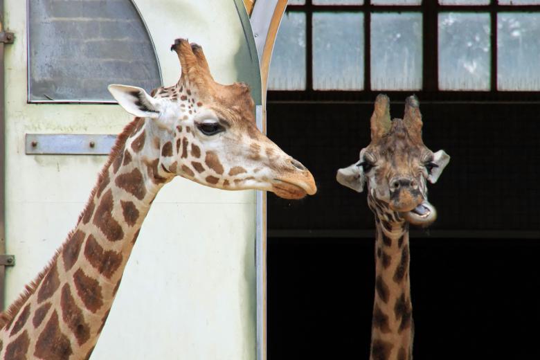 Free stock image of Giraffes created by Geoffrey Whiteway