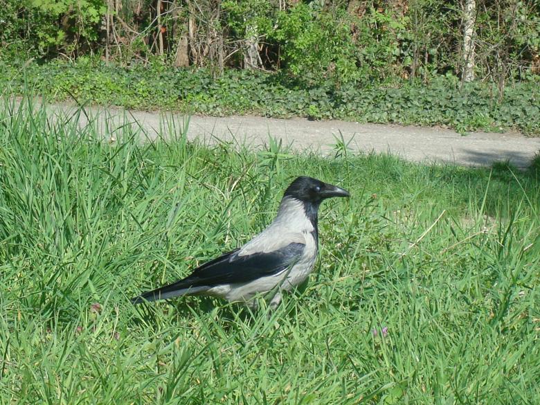 Free stock image of Crow on the grass created by Boris Kyurkchiev