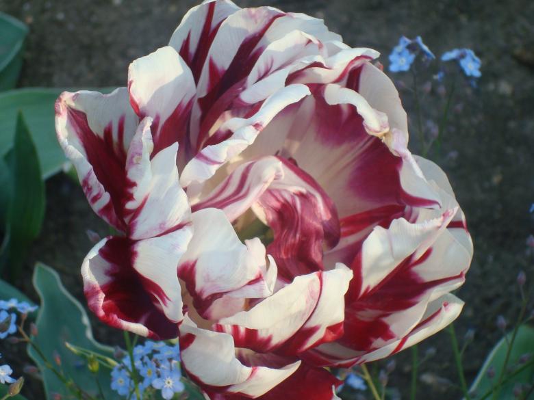 Free stock image of Blossoming colorful tulip created by Boris Kyurkchiev
