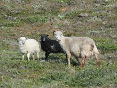 Icelandic sheep - Free Stock Photo