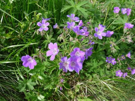 Purple flowers