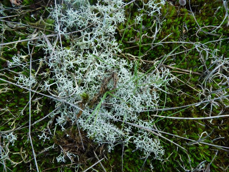 Free stock image of Moss created by Melissa Bjarnadottir