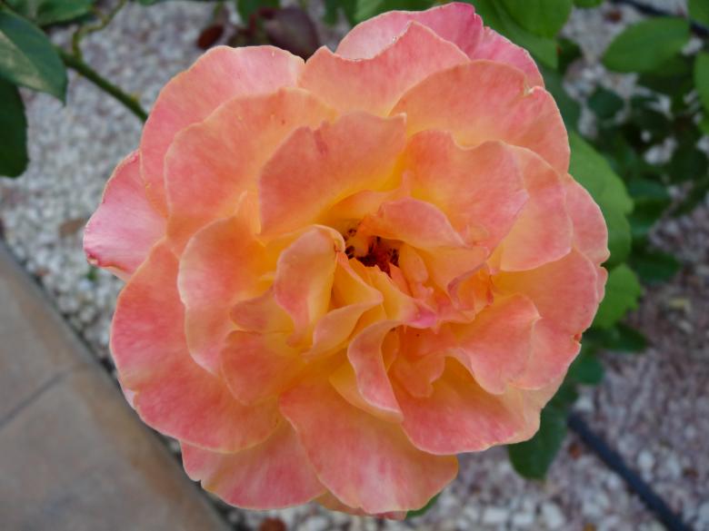 Free stock image of Close-up of a rose created by Melissa Bjarnadottir
