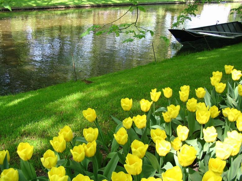 Free stock image of Yellow tulips and a boat created by Melissa Bjarnadottir
