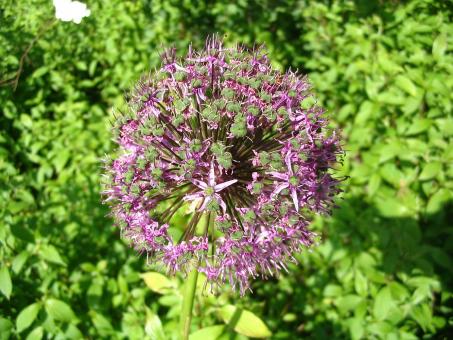 Purple flower - Free Stock Photo