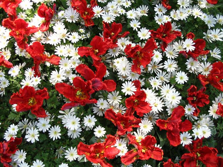 Free stock image of Red and white flowers created by Melissa Bjarnadottir