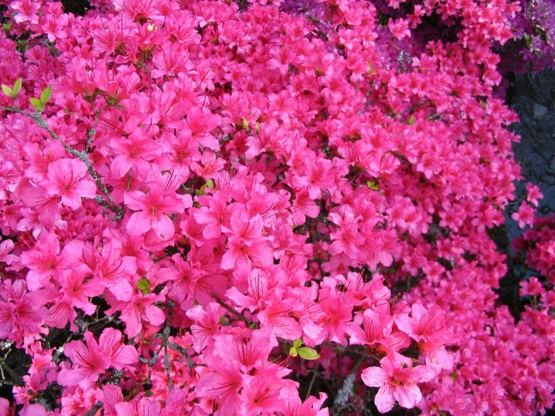 Free stock image of Pink flowers created by Melissa Bjarnadottir
