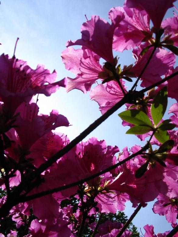 Free stock image of Pink blossoms created by Melissa Bjarnadottir