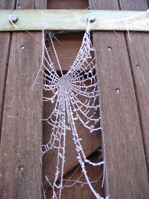 Free stock image of Frozen web created by Melissa Bjarnadottir