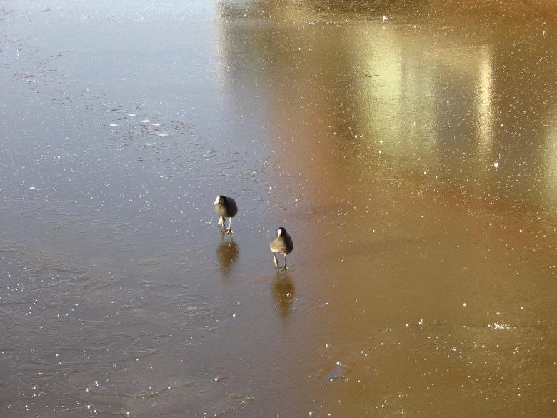 Free stock image of Birds on ice created by Melissa Bjarnadottir