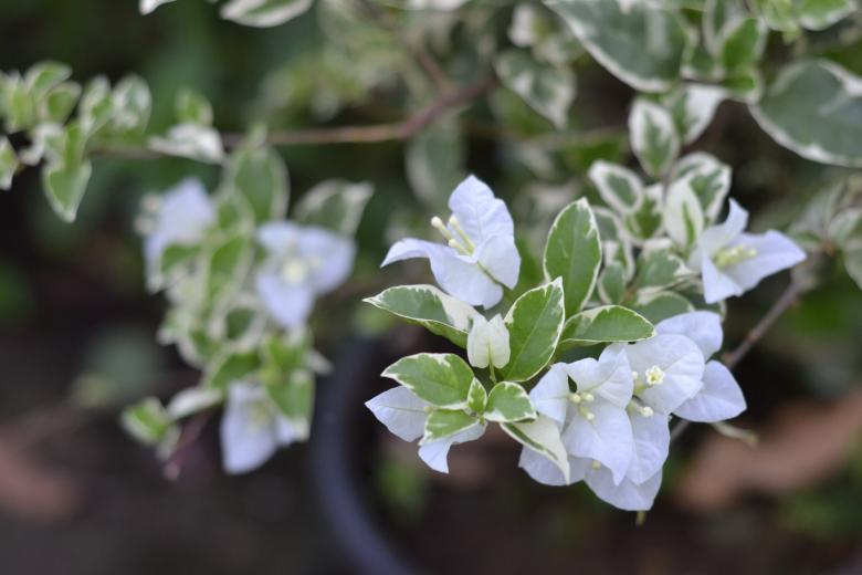 Free stock image of White Flowers created by Ryan Jhoe