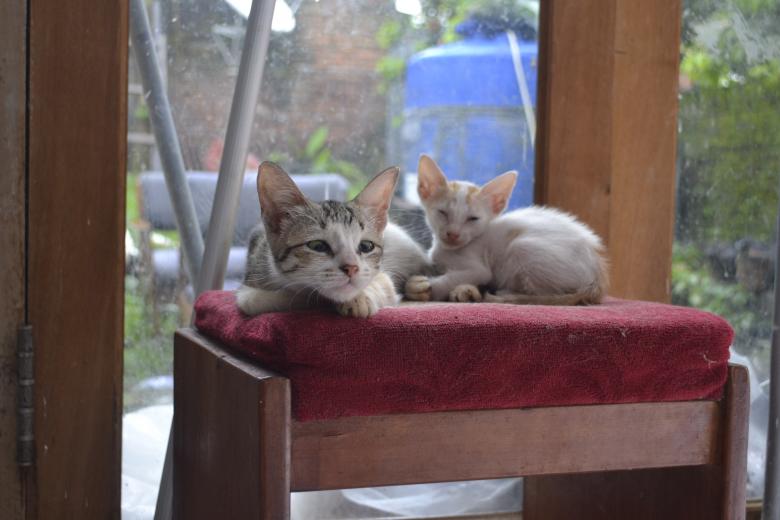 Free stock image of Relaxing Kitties created by Ryan Jhoe