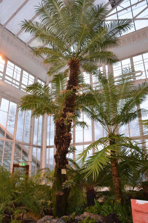 Free stock image of Fern palms created by Tomas Adomaitis