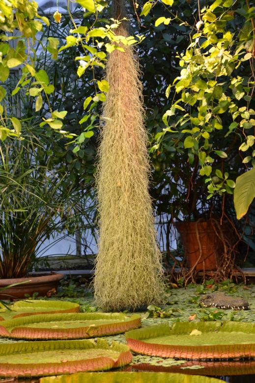 Free stock image of Spanish moss created by Tomas Adomaitis