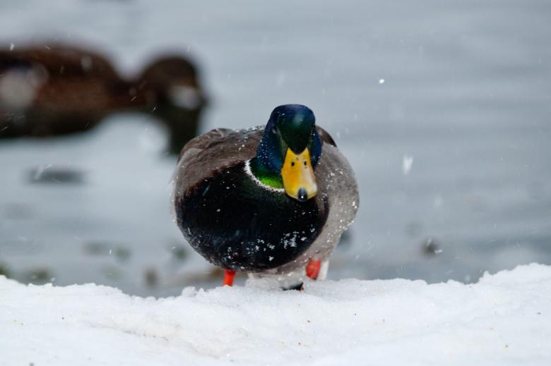 Free stock image of Duck created by Geoffrey Whiteway