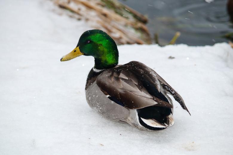 Free stock image of Duck created by Geoffrey Whiteway