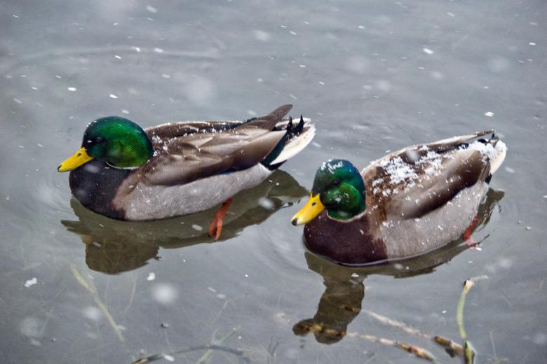 Free stock image of Duck created by Geoffrey Whiteway