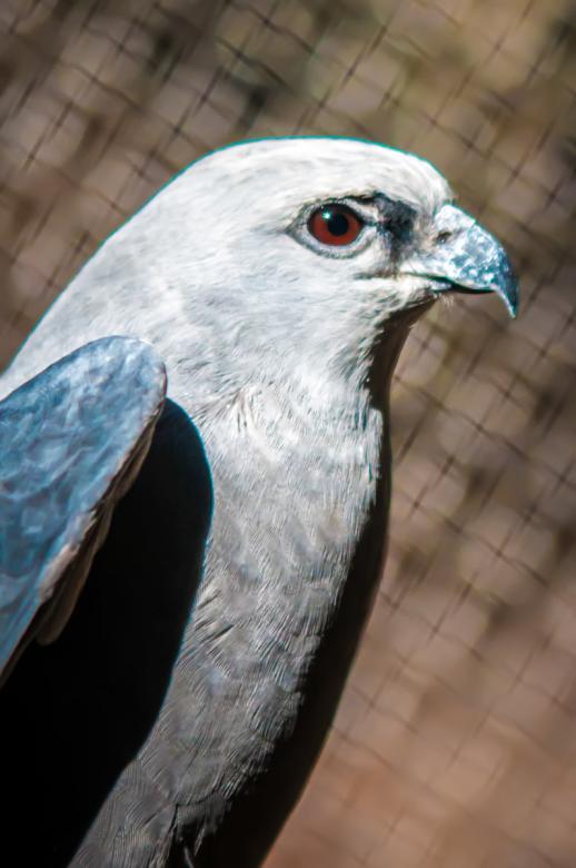Free stock image of Hawk created by agphotostock.com