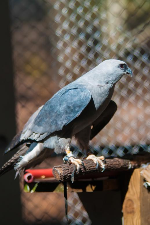 Free stock image of Hawk created by agphotostock.com