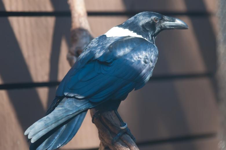 Free stock image of Raven created by agphotostock.com