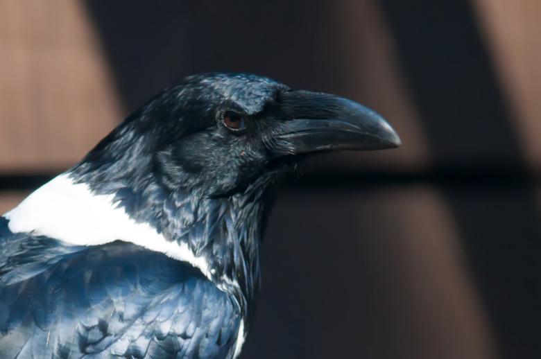 Free stock image of Raven created by agphotostock.com