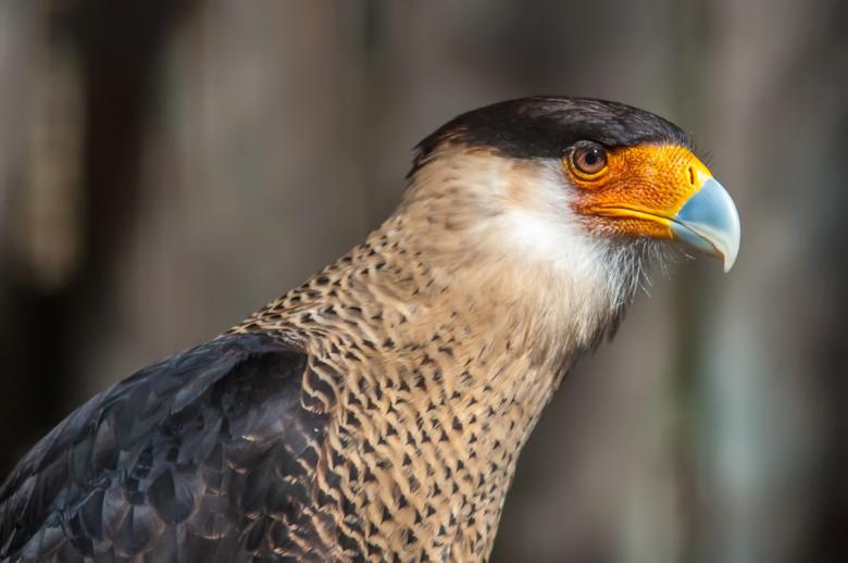 Free stock image of Eagle created by agphotostock.com