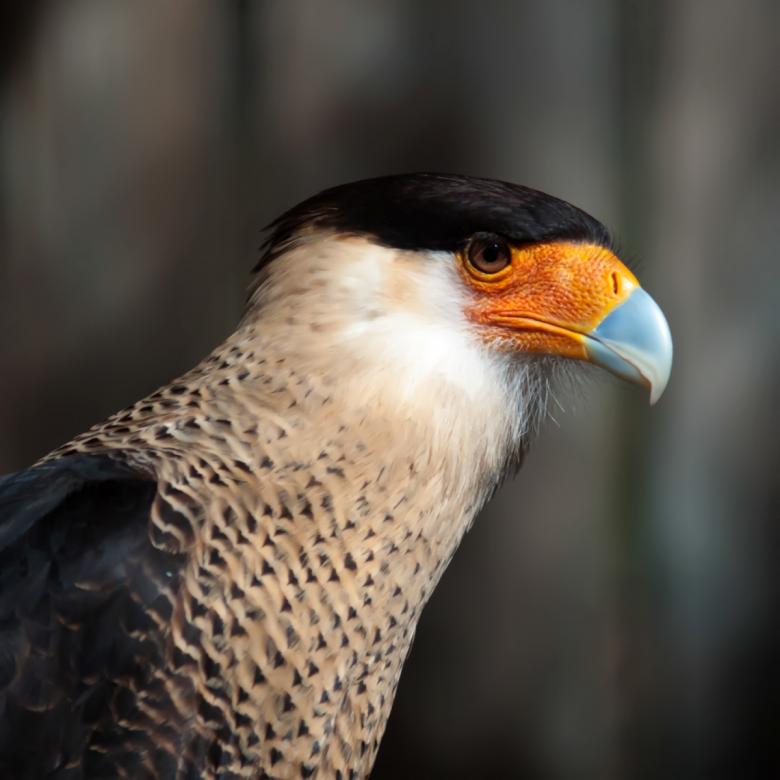 Free stock image of Eagle created by agphotostock.com