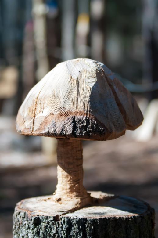 Free stock image of Wooden Fungus created by agphotostock.com