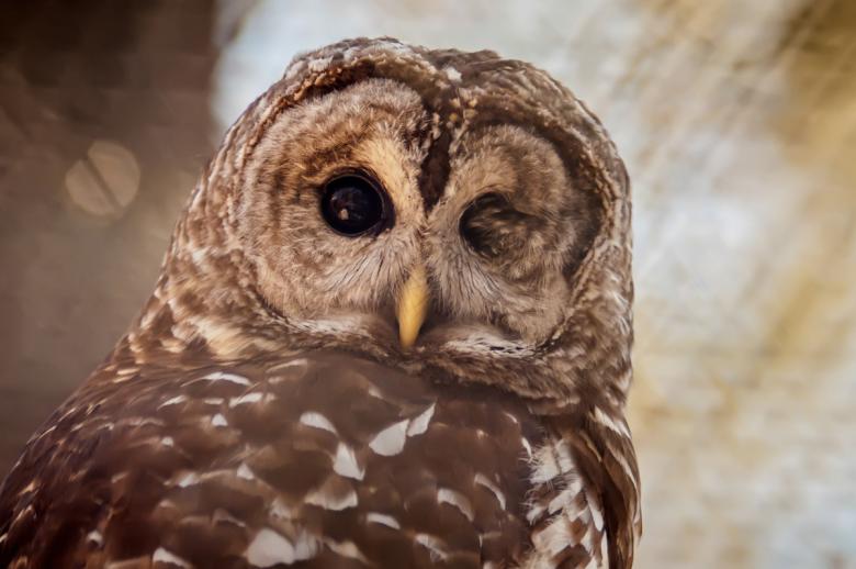 Free stock image of Owl created by agphotostock.com