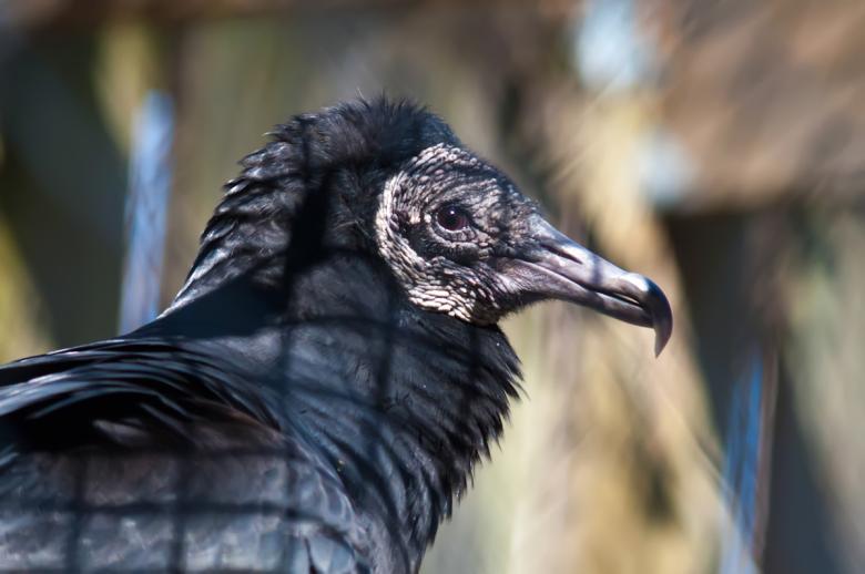 Free stock image of Vulture created by agphotostock.com