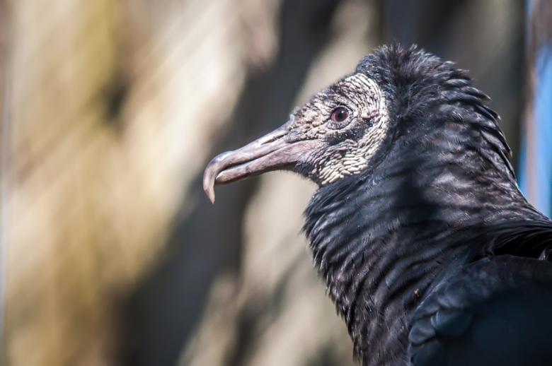 Free stock image of Vulture created by agphotostock.com