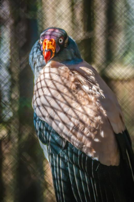 Free stock image of Vulture created by agphotostock.com