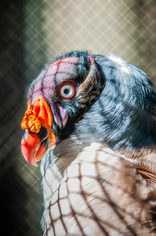 Free stock image of Vulture created by agphotostock.com