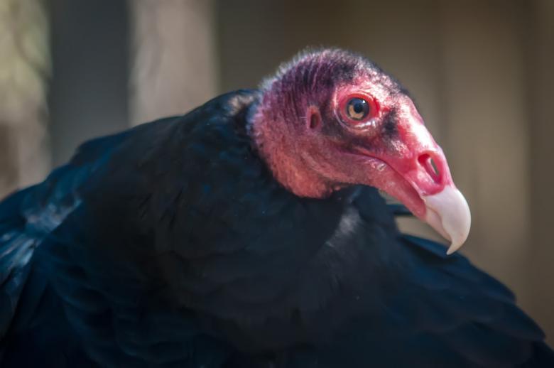 Free stock image of Vulture created by agphotostock.com