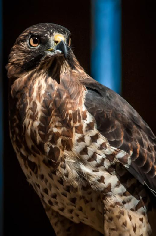 Free stock image of Hawk created by agphotostock.com