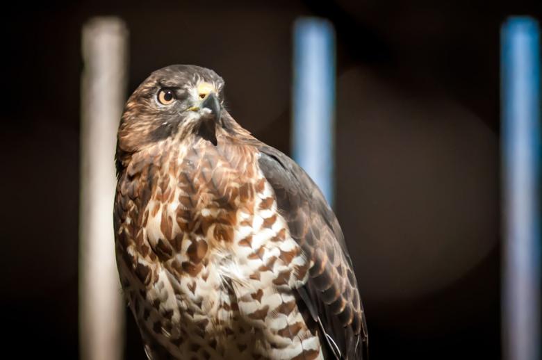 Free stock image of Hawk created by agphotostock.com
