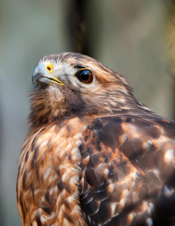 Free stock image of Hawk created by agphotostock.com