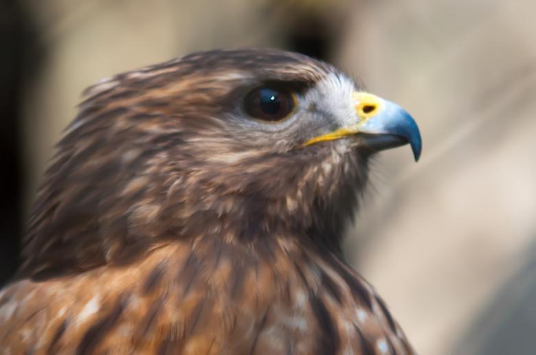 Free stock image of Hawk created by agphotostock.com