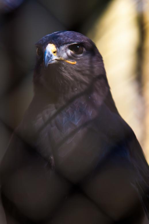 Free stock image of Hawk created by agphotostock.com