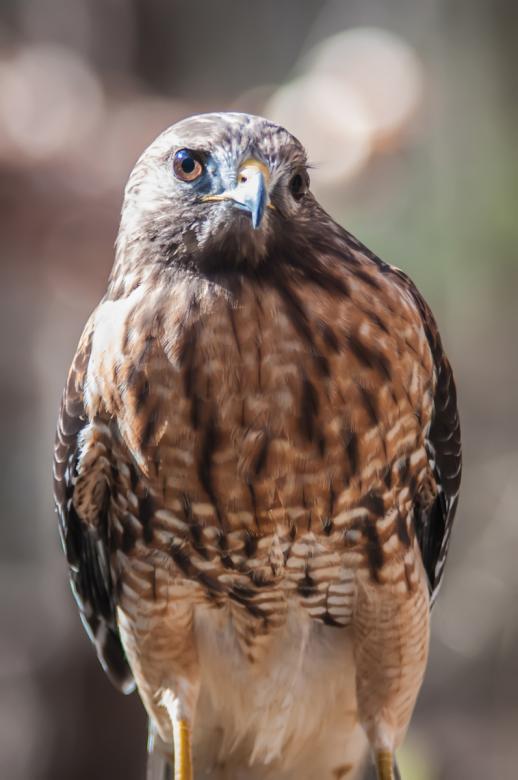 Free stock image of Hawk created by agphotostock.com
