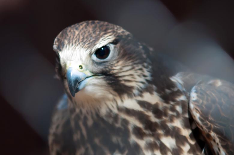 Free stock image of Hawk created by agphotostock.com