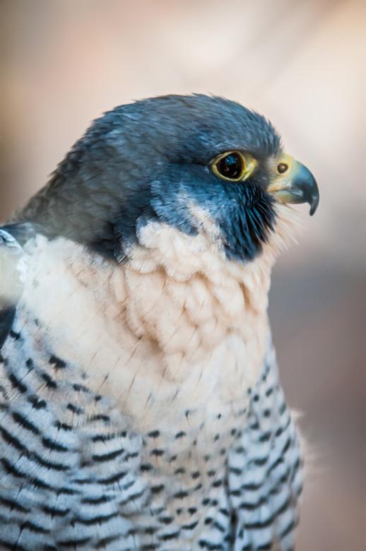 Free stock image of Hawk created by agphotostock.com