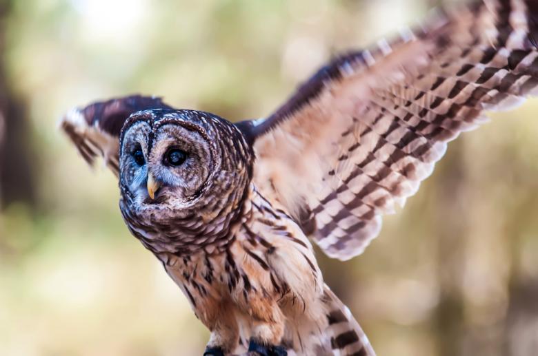 Free stock image of Owl created by agphotostock.com