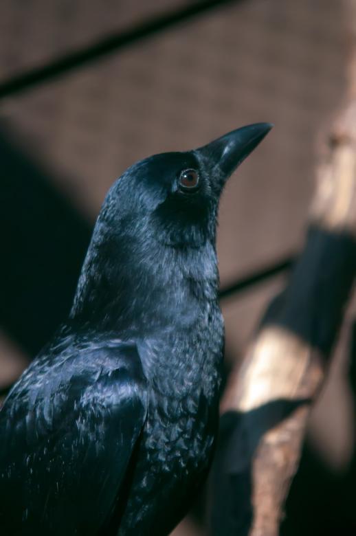 Free stock image of Raven created by agphotostock.com