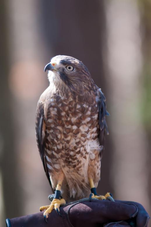 Free stock image of Hawk created by agphotostock.com