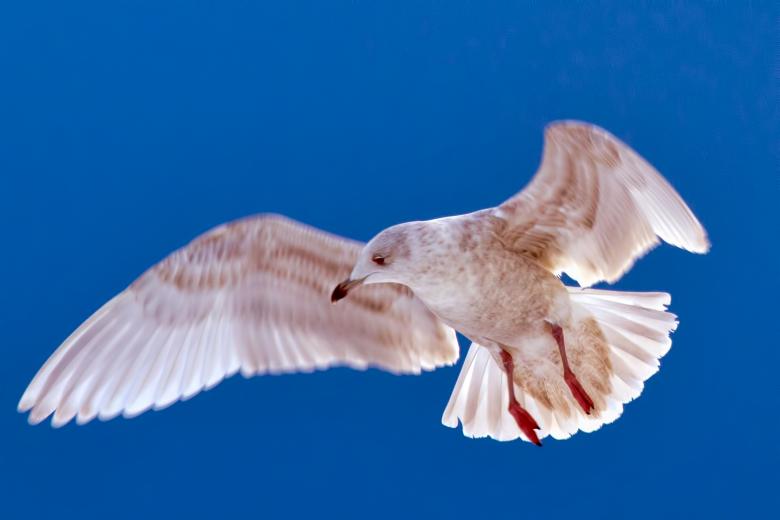Free stock image of Bird created by Geoffrey Whiteway
