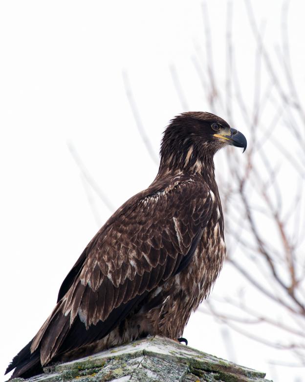 Free stock image of Bald Eagle created by Geoffrey Whiteway