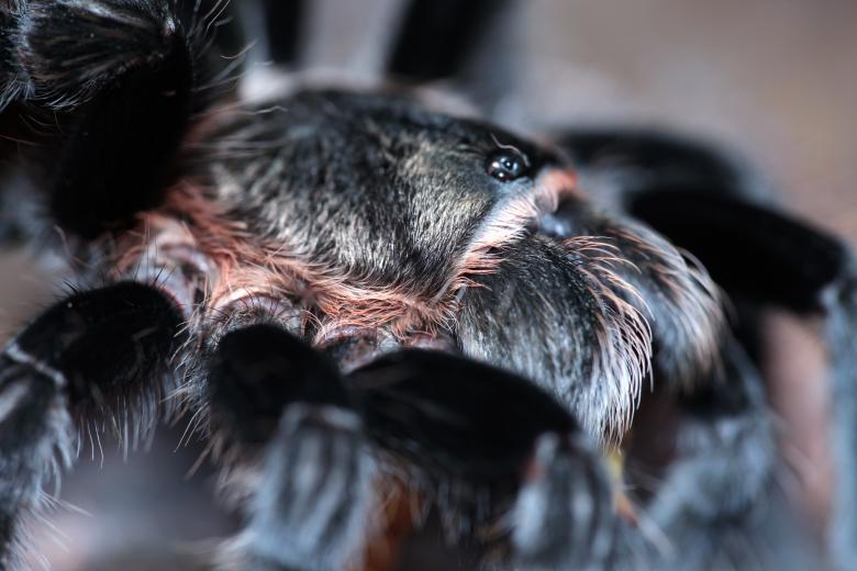 Free stock image of Hairy Spider Close-up created by 2happy